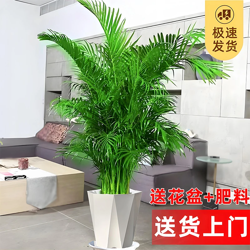 大型富贵椰子树大盆栽耐热耐寒室内大号绿植客厅大摆件好养耐活