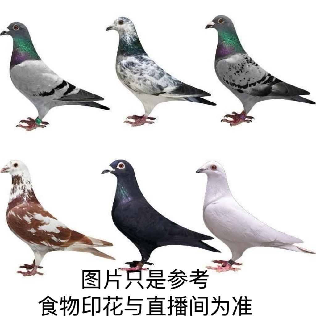 鸽子   肉鸽 宠物用品