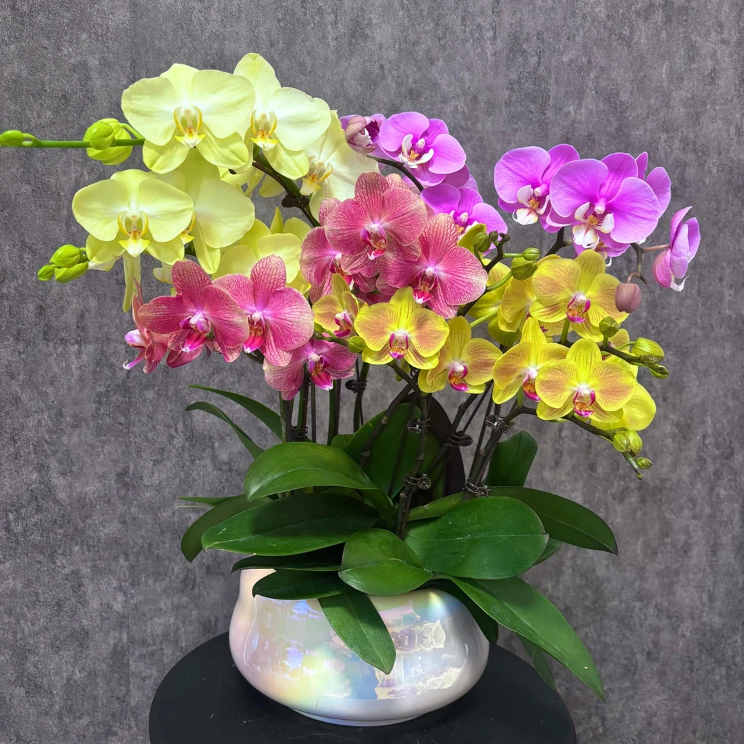 【全家福-蝴蝶兰】 五彩缤纷 好养花期长 送礼装饰 室内观赏花