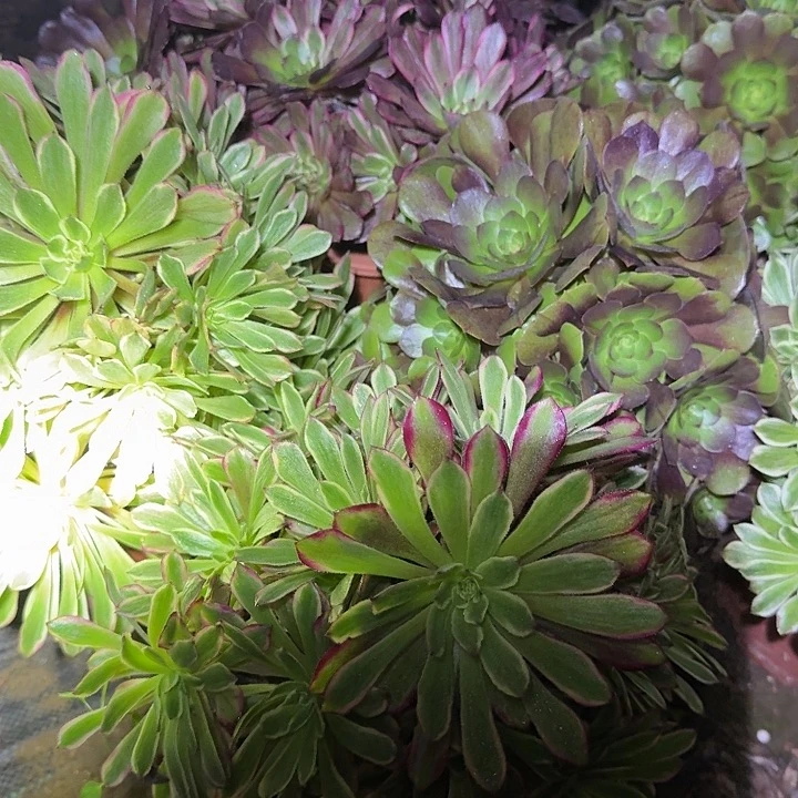 新人见面礼福利2颗老桩不同品种亏本福利