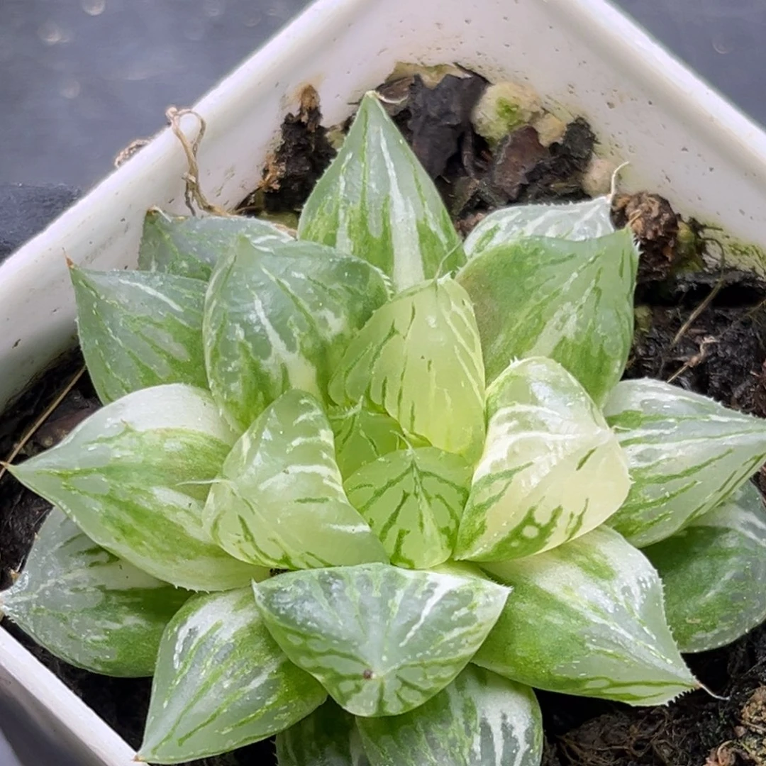 恭喜发财大吉大利2756