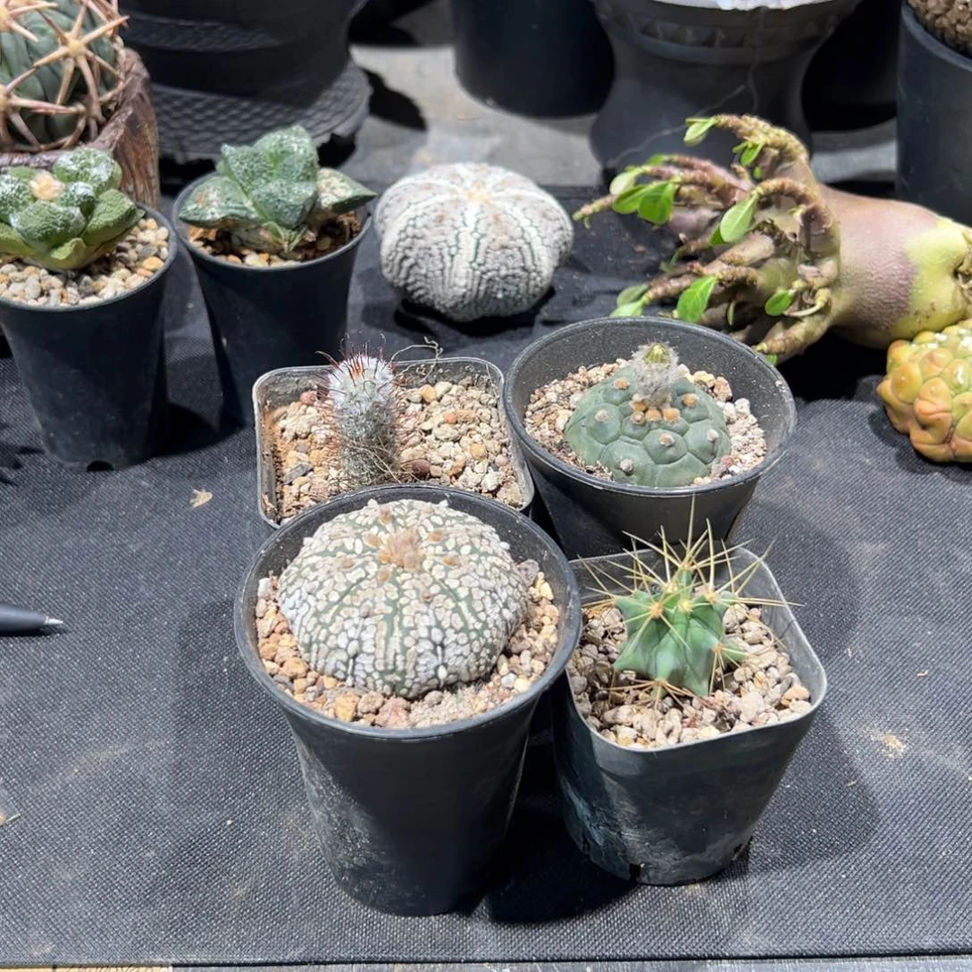 卞庆四个实生球 一组