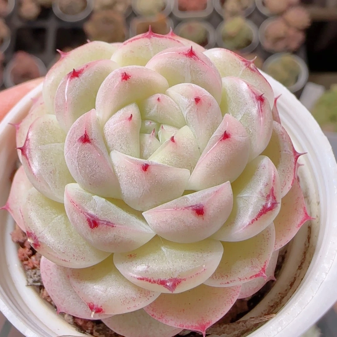 花语多肉1216-194