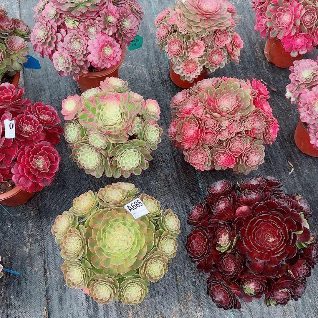 时***花天合，黑魔锦海仙雨荷花花公子寄养685
