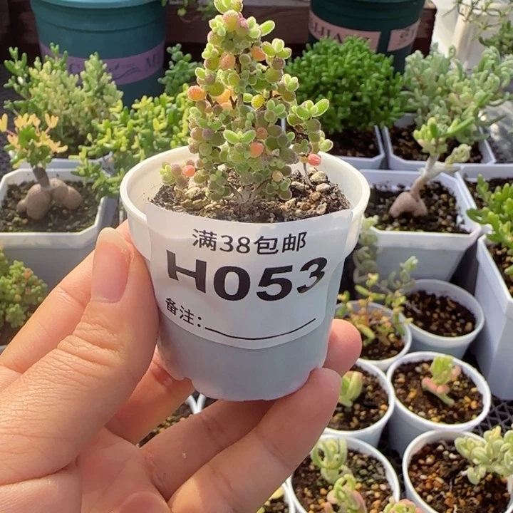 多肉植物枝干蜜桔