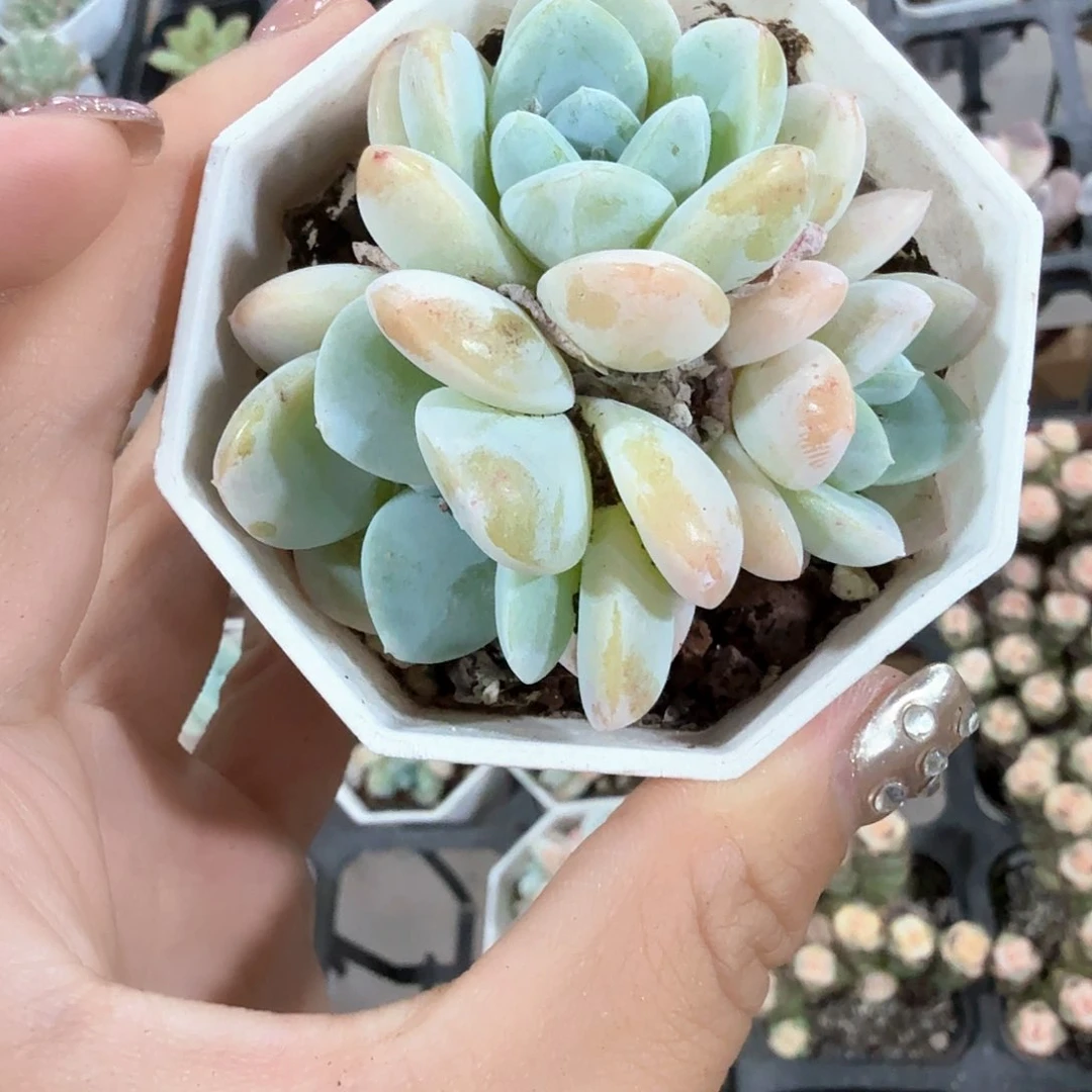 精品玉蝴蝶多肉植物