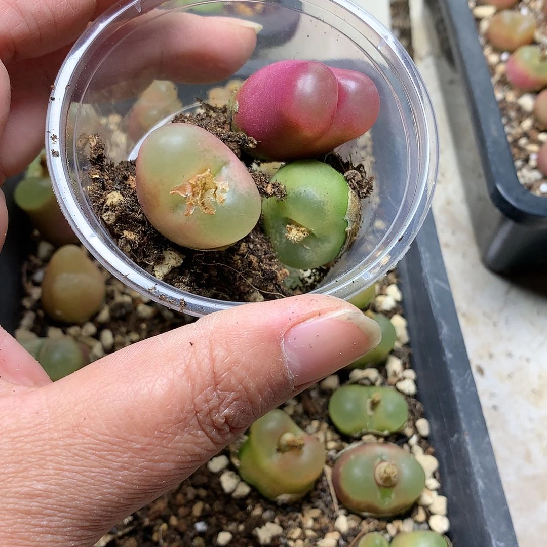 多****G268多肉植物保护研究所