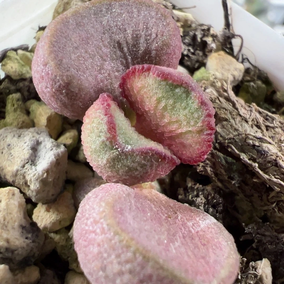 实生新品多肉植物水泡多肉植物