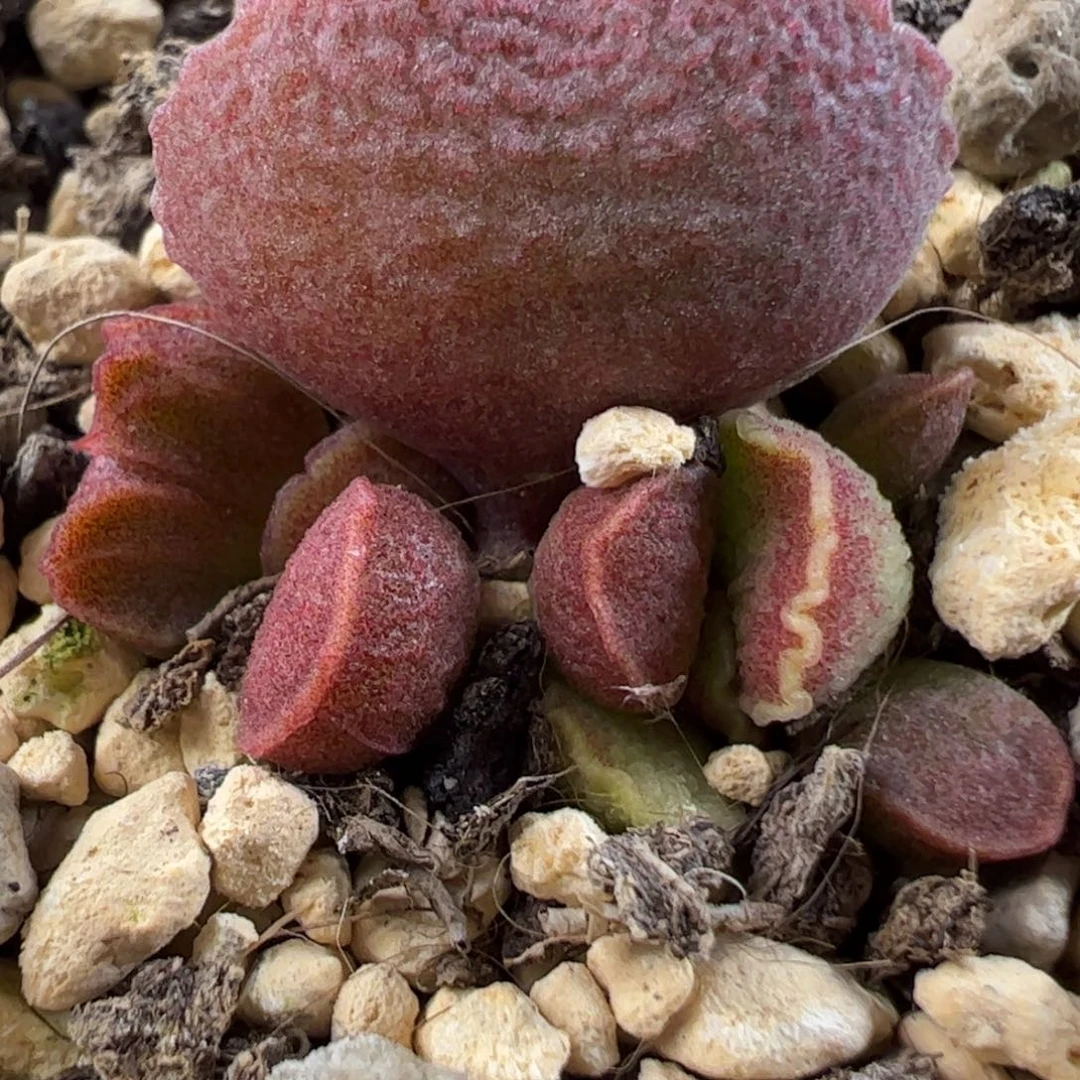 实生新品多肉植物水泡