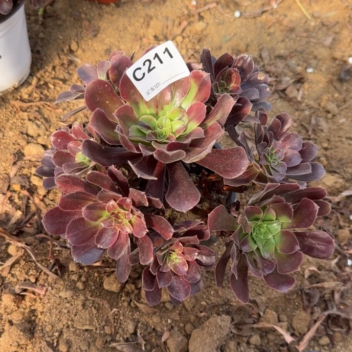 211欧若清棚处理不包断枝