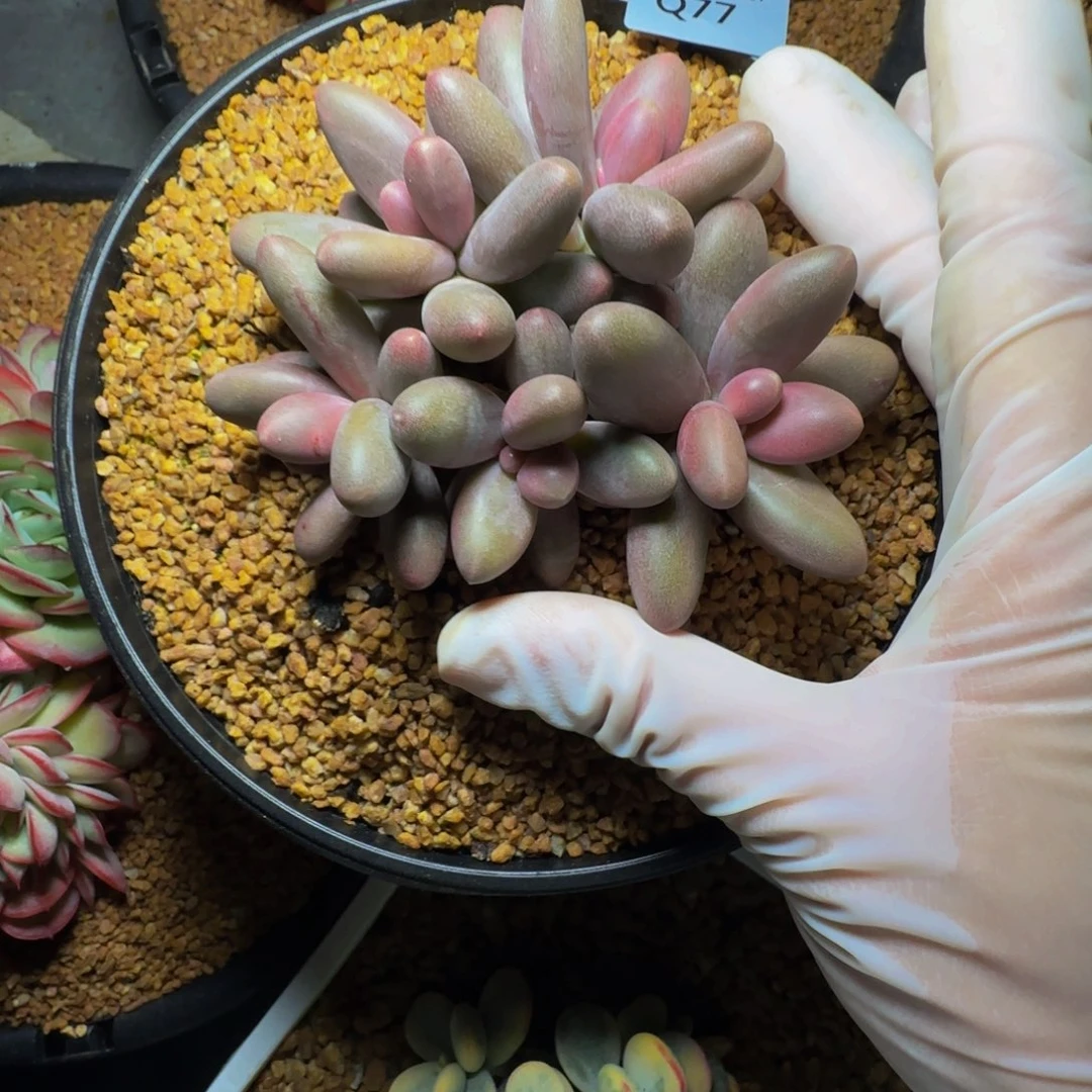 q q q q q q q q q 77