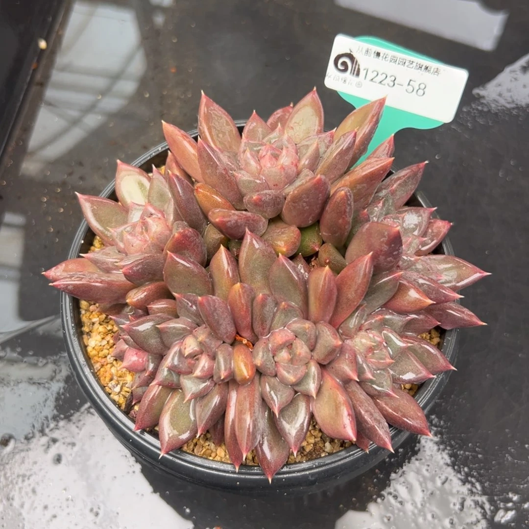 从前慢花园多肉编号1223-58