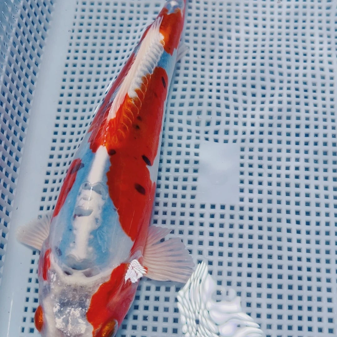 锦鲤锦鲤冷水鱼儿147