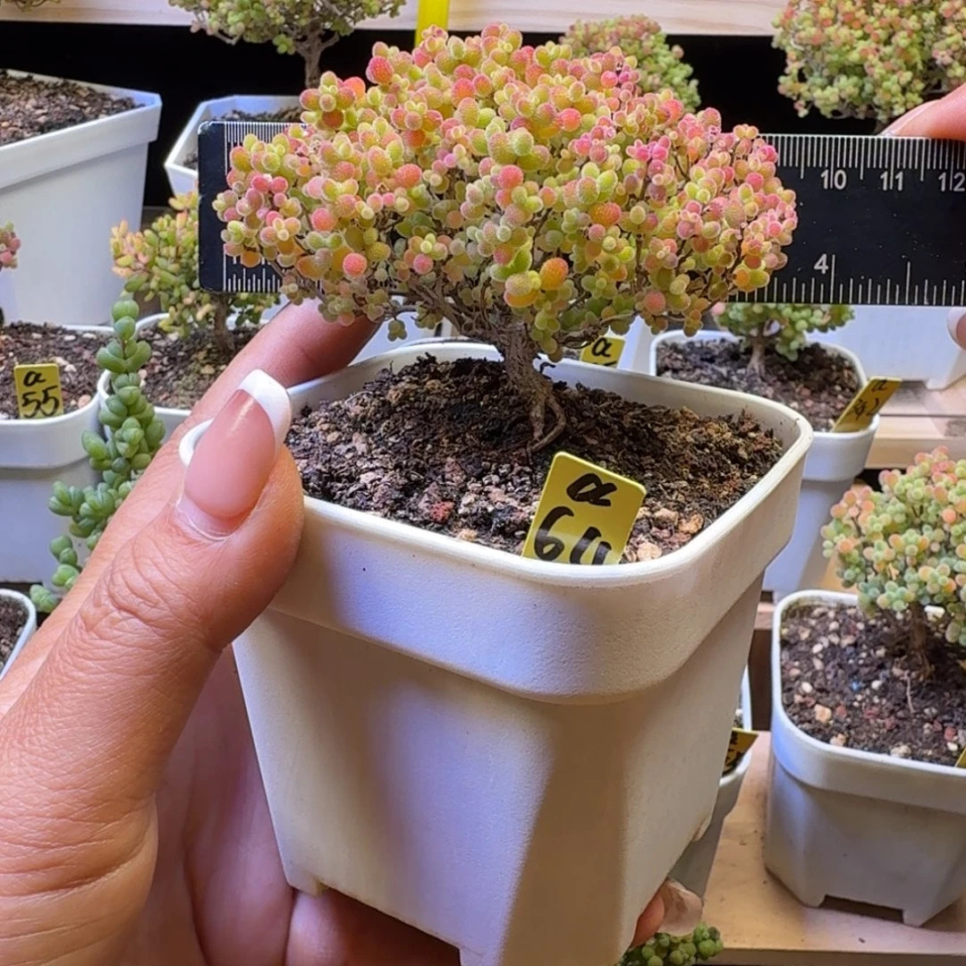 E***ga64号蜜橘冠服8厘米左右