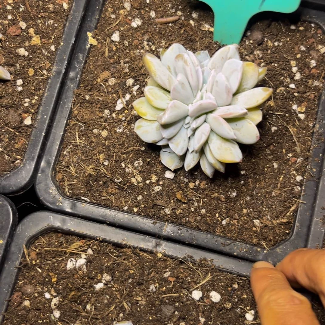 1747下午多肉植物群生