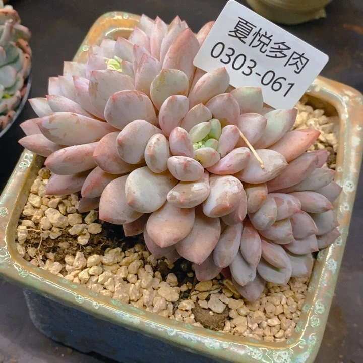 婷*夏悦多肉0303-61凯普敦