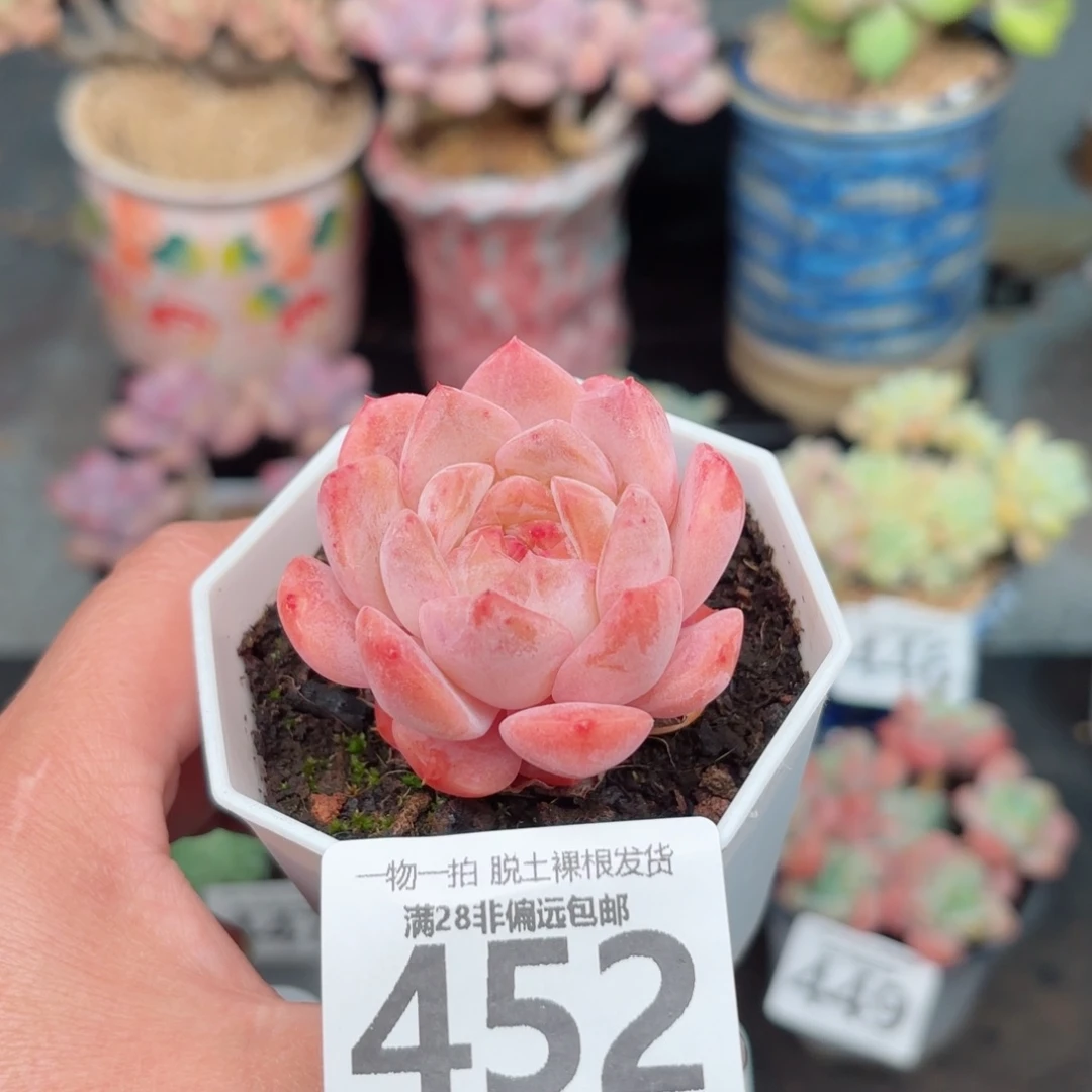 草莓果酱无盆土发货