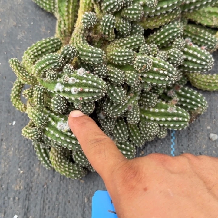 白檀仙人掌群生一群102