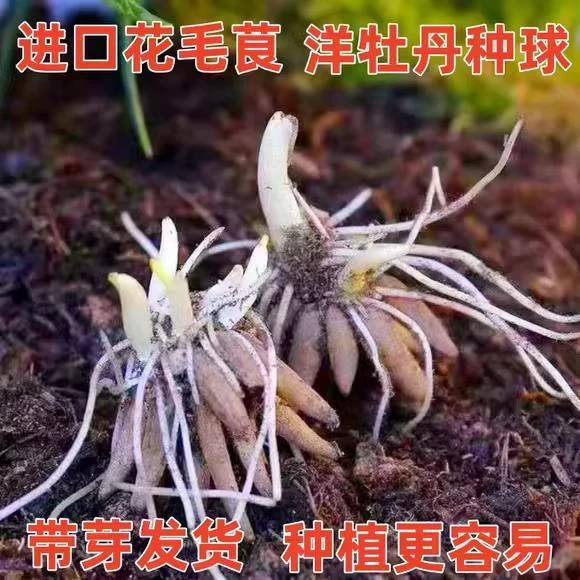 带芽发货花毛茛种球洋牡丹重瓣多年生耐寒植物室内盆栽阳台花卉
