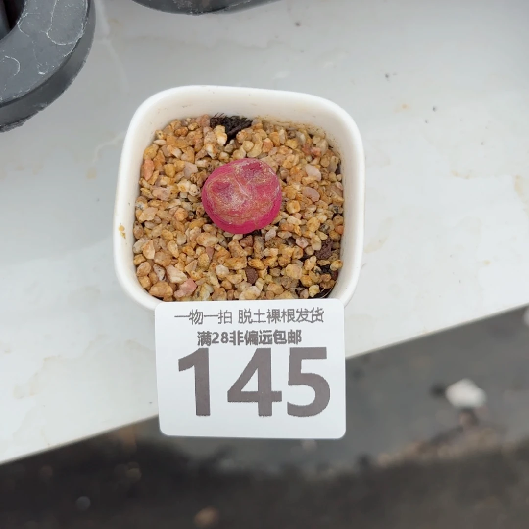 毛汉尼无盆土发货