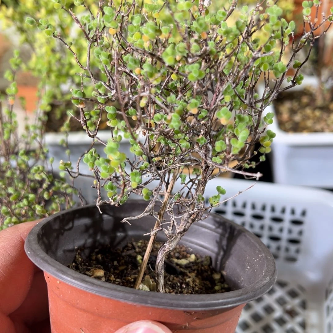 乱七八糟莱斯90杯老桩