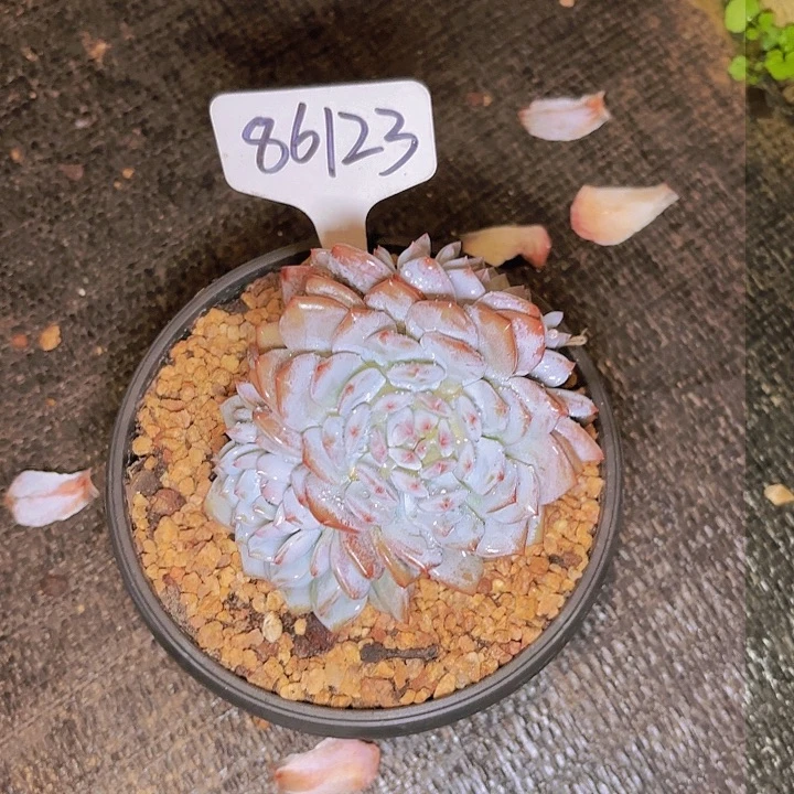 丫*星星橙一物一拍86123