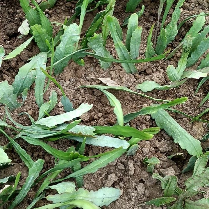 九***H完全开放令箭何花5苗