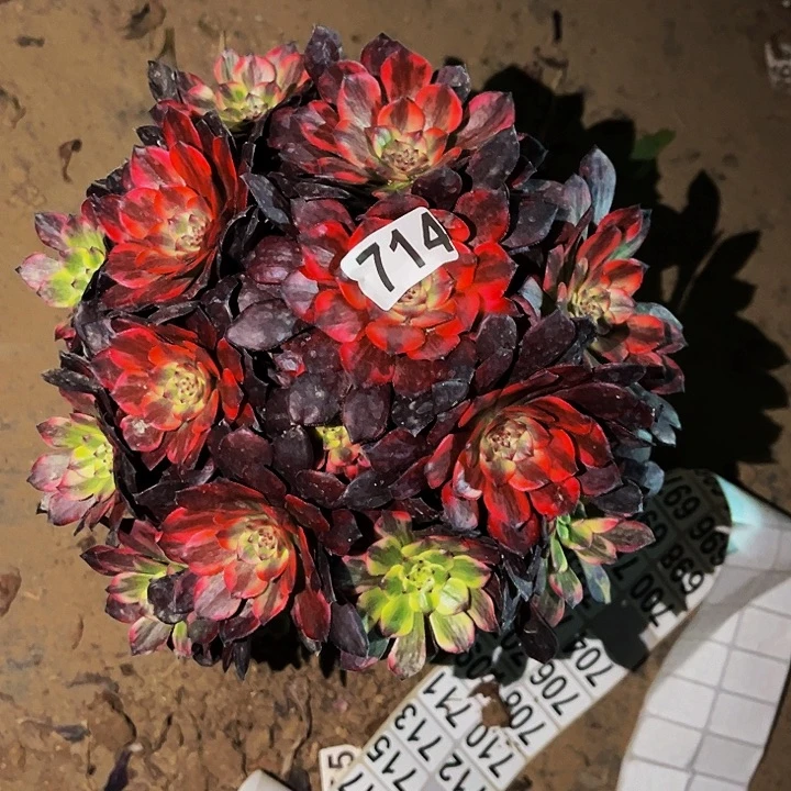 714火烧云多肉植物处理不售后