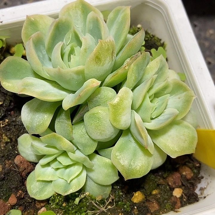 多肉植物泡泡纱952