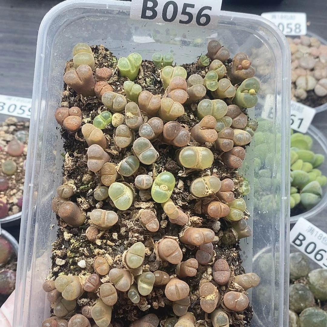 56进口咯哦哦哦哦