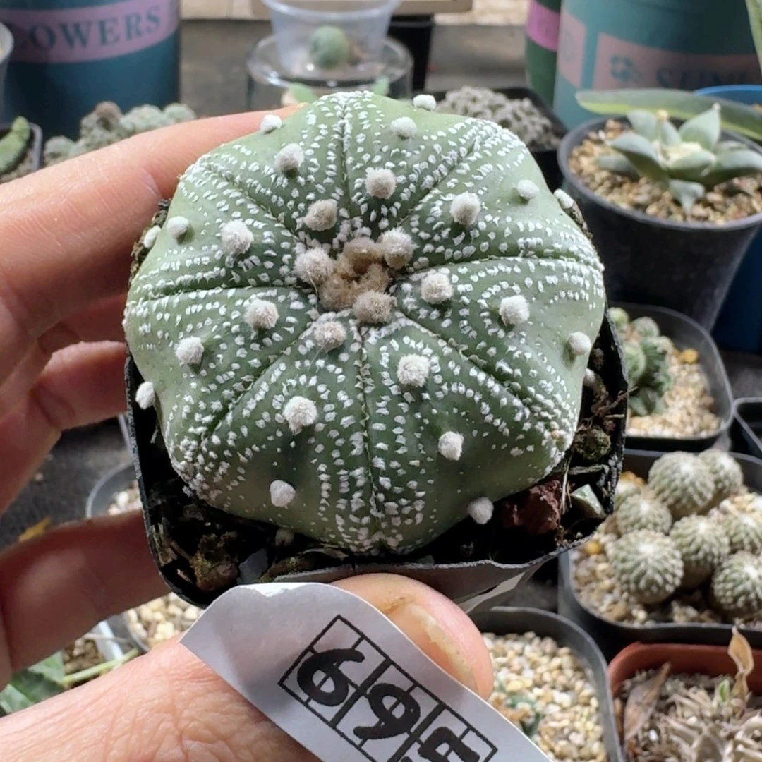 695海星兜带盆发货