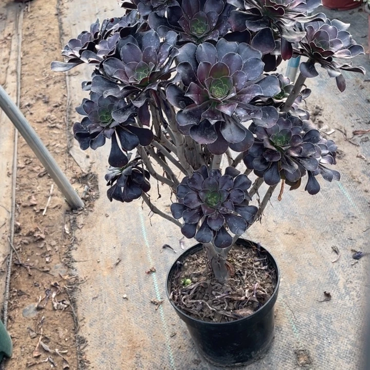 圆叶多肉植物多肉多肉26