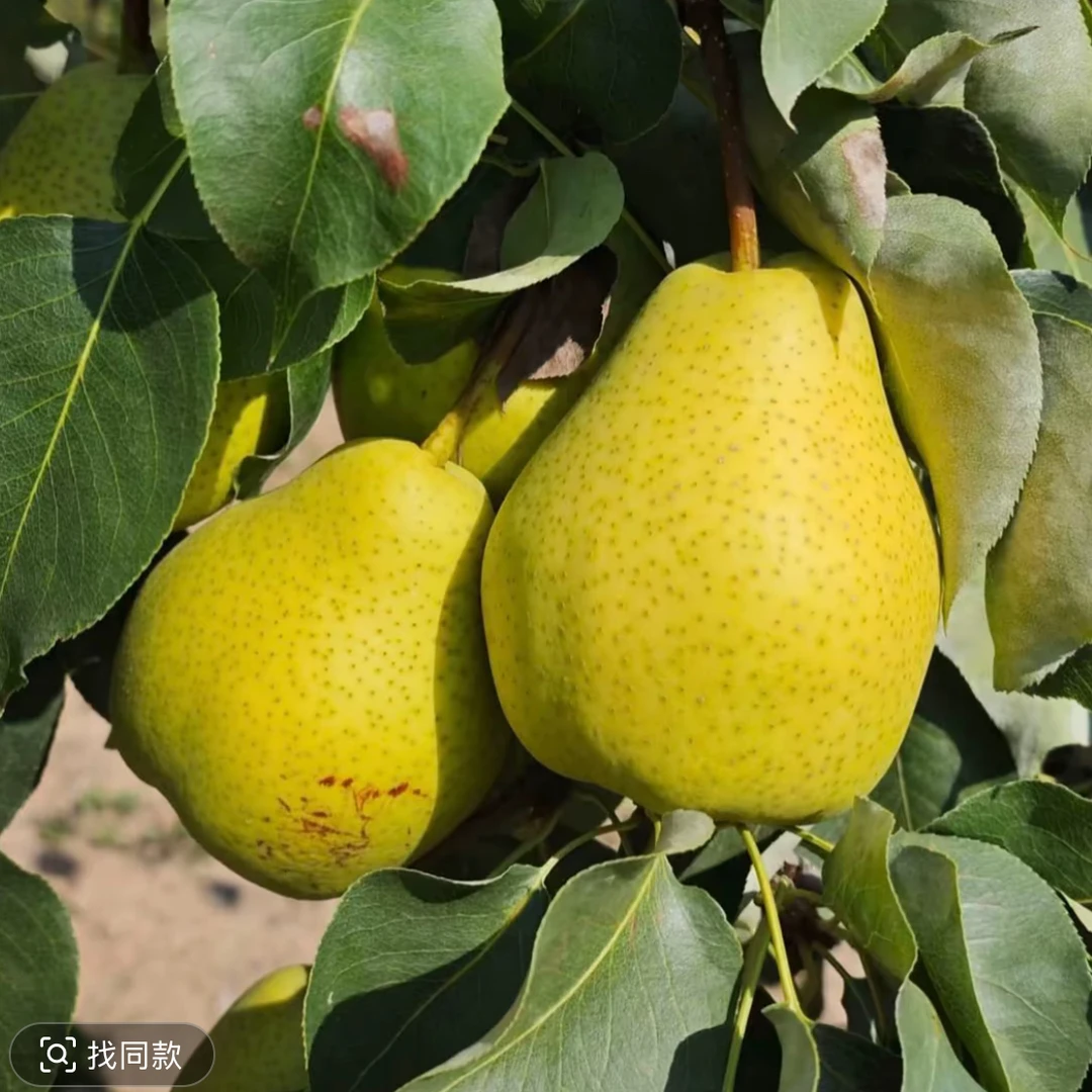 临夏啤特果（软糯多汁）