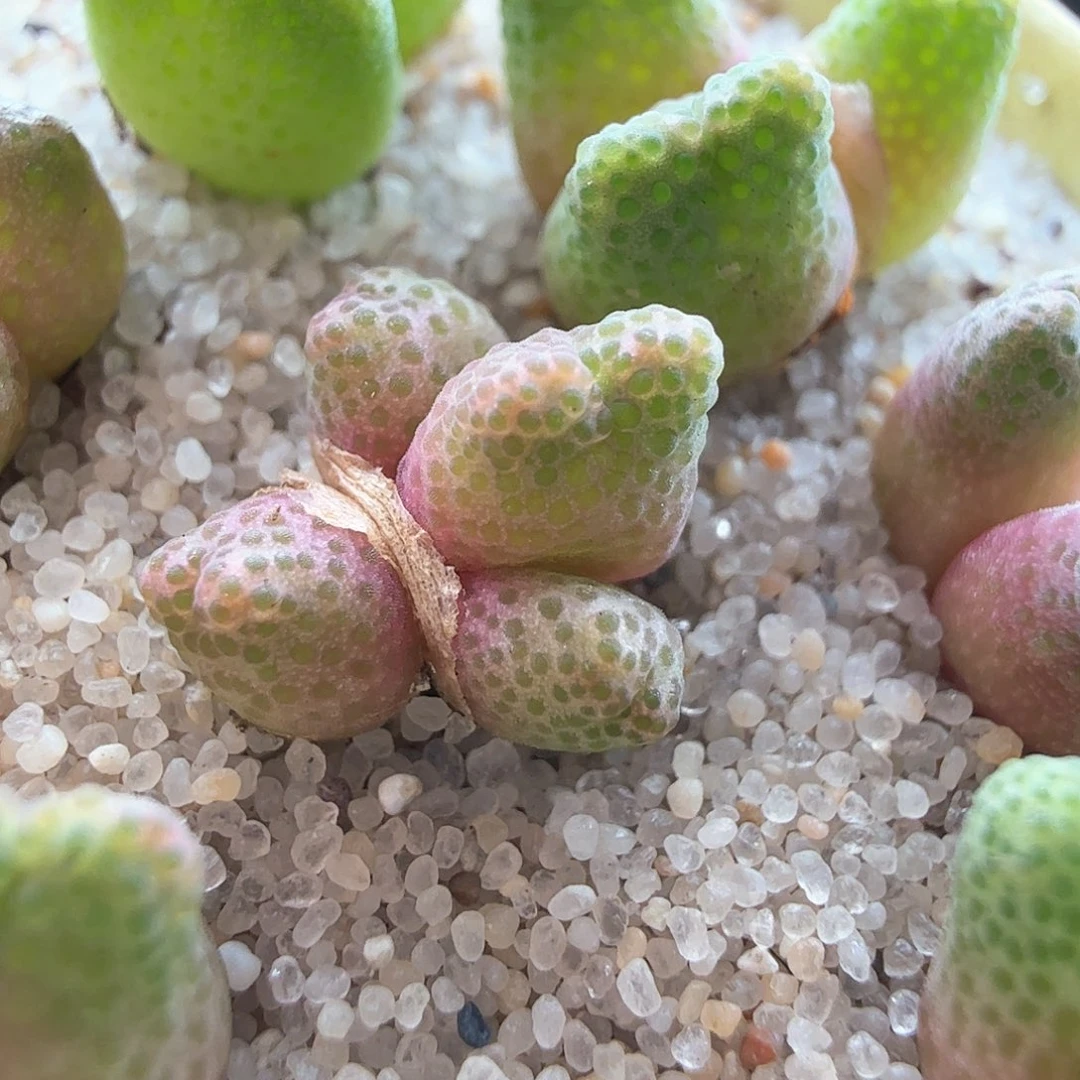 2.20.78/四头草莓斑马宝宝/多肉植物