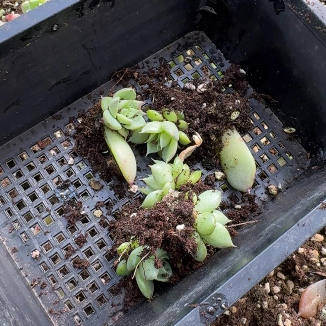 绿珍妮十棵量拍19-80