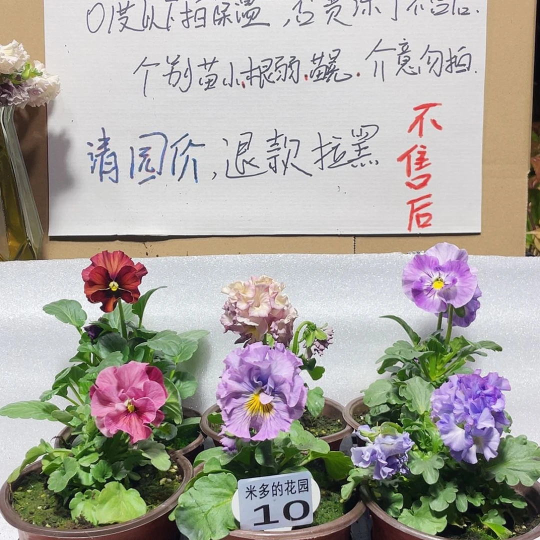 大部分花苞少量开放10