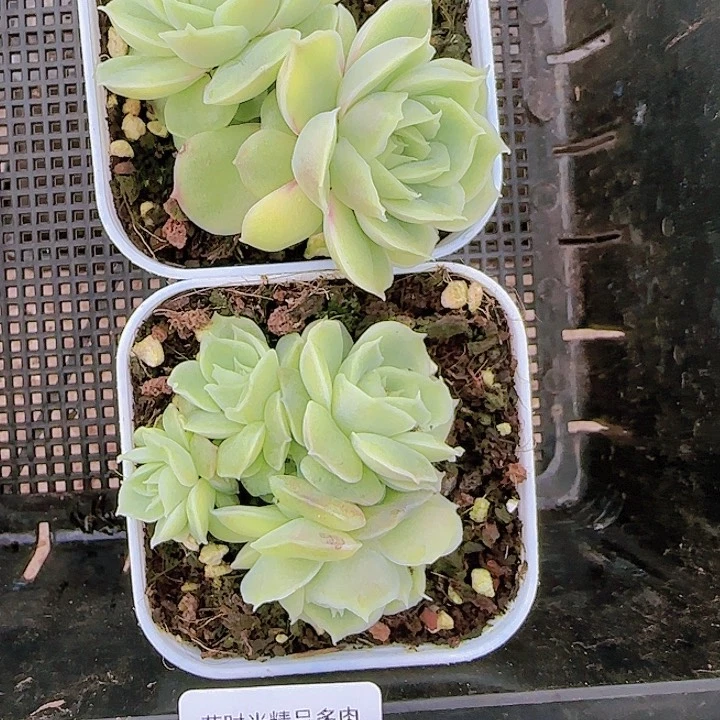 花时光精品多肉05