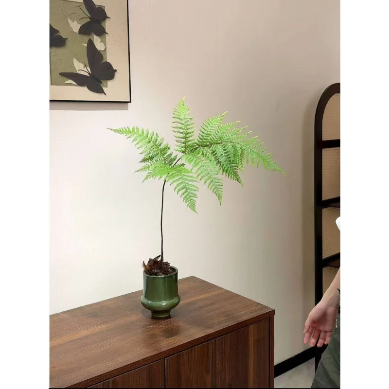 【红菱蕨】室内好养活的蕨类植物盆栽红鳞蕨水培老桩茶桌办公室盆景