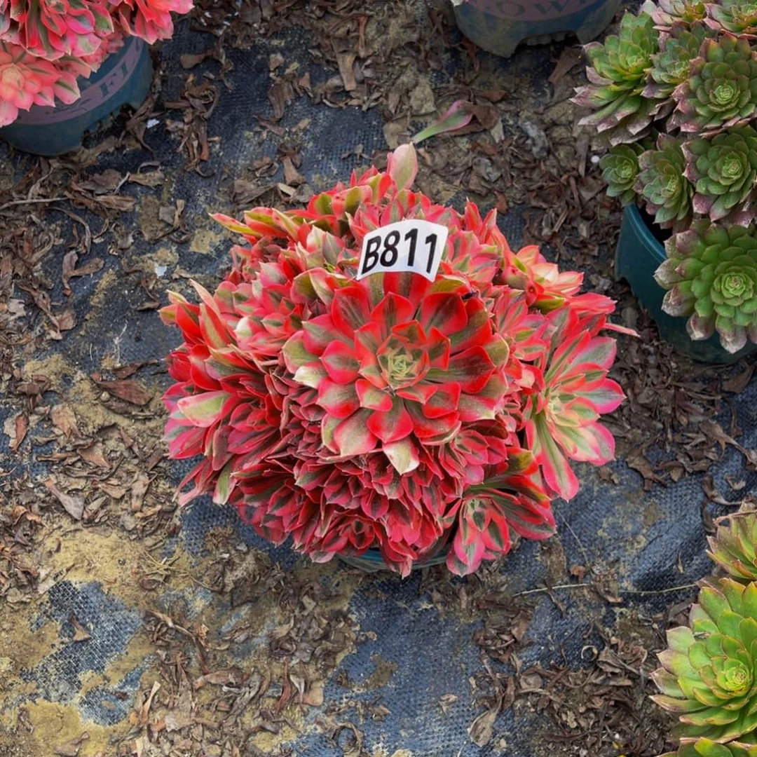 粉女巫法师朵朵1-40
