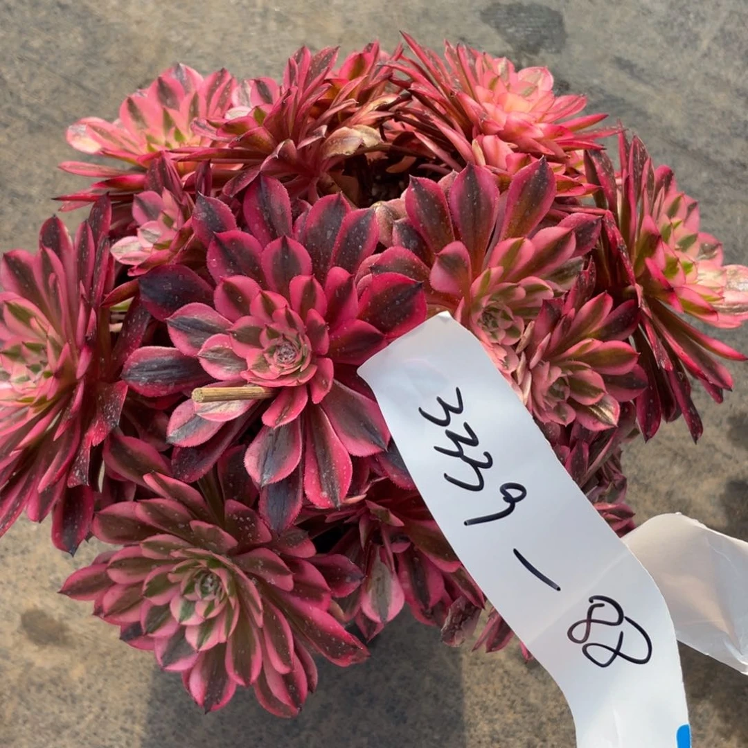 紫砂茶杯3339反反复复反反复复方法