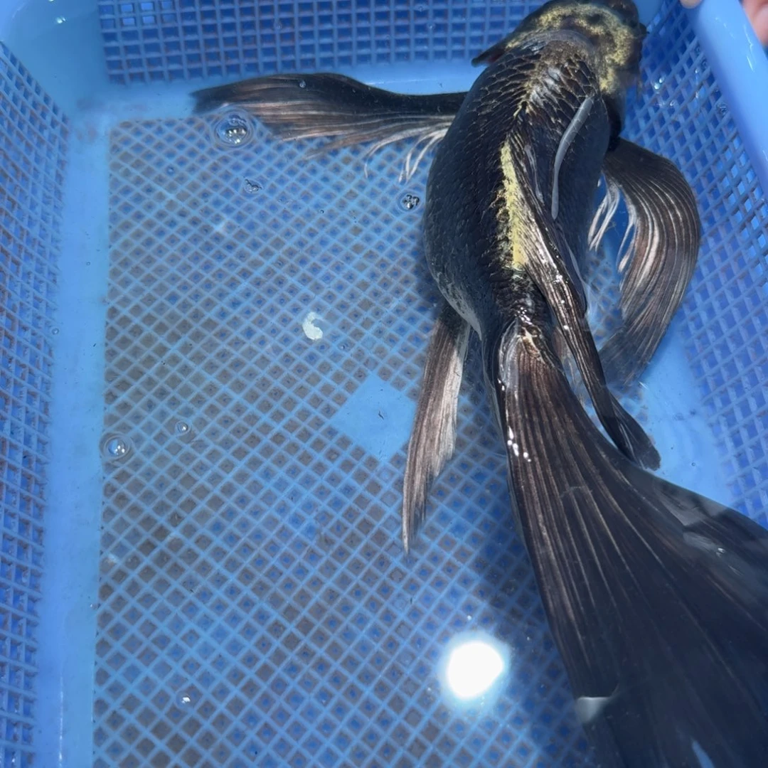 蝴蝶里观赏鱼熊猫