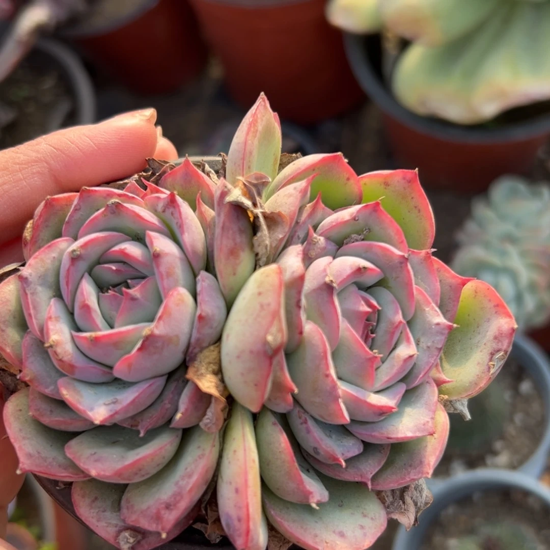 多肉植物侧影双头