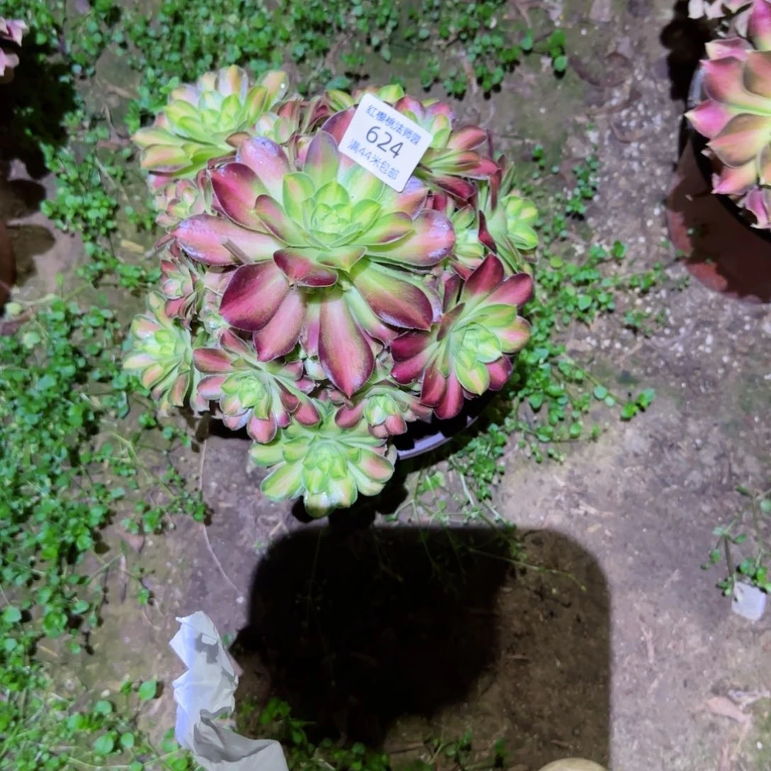 邵华法师多肉624