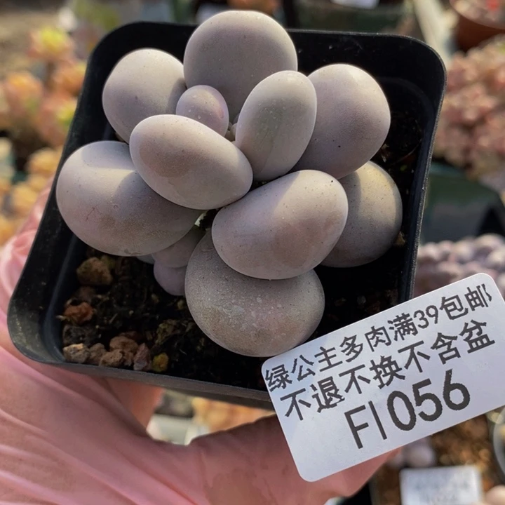 芭比奶洛5cm1056多肉植物