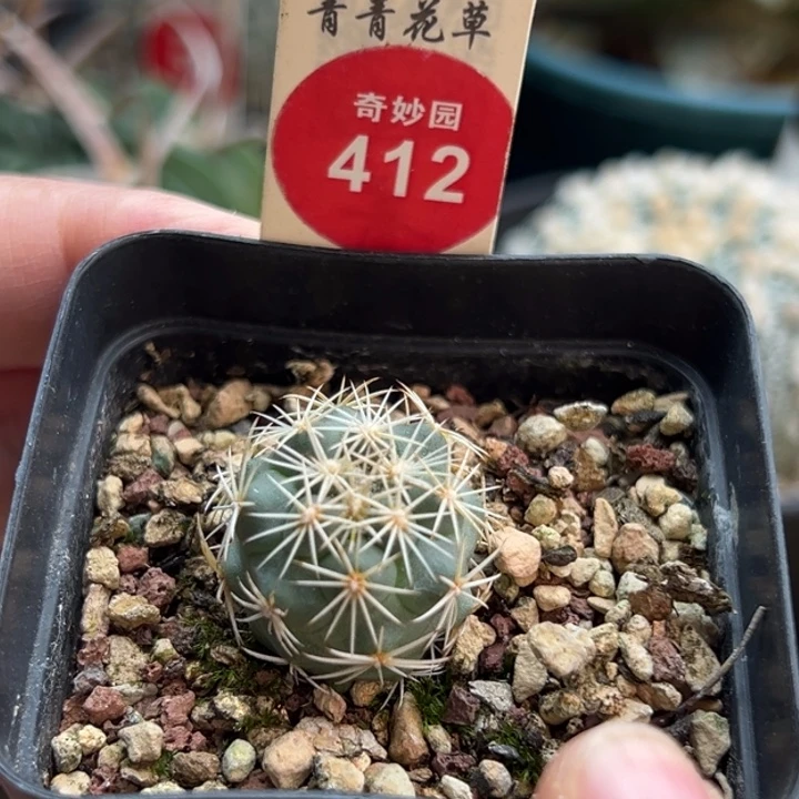 实生凤舞2cm一棵仙人球
