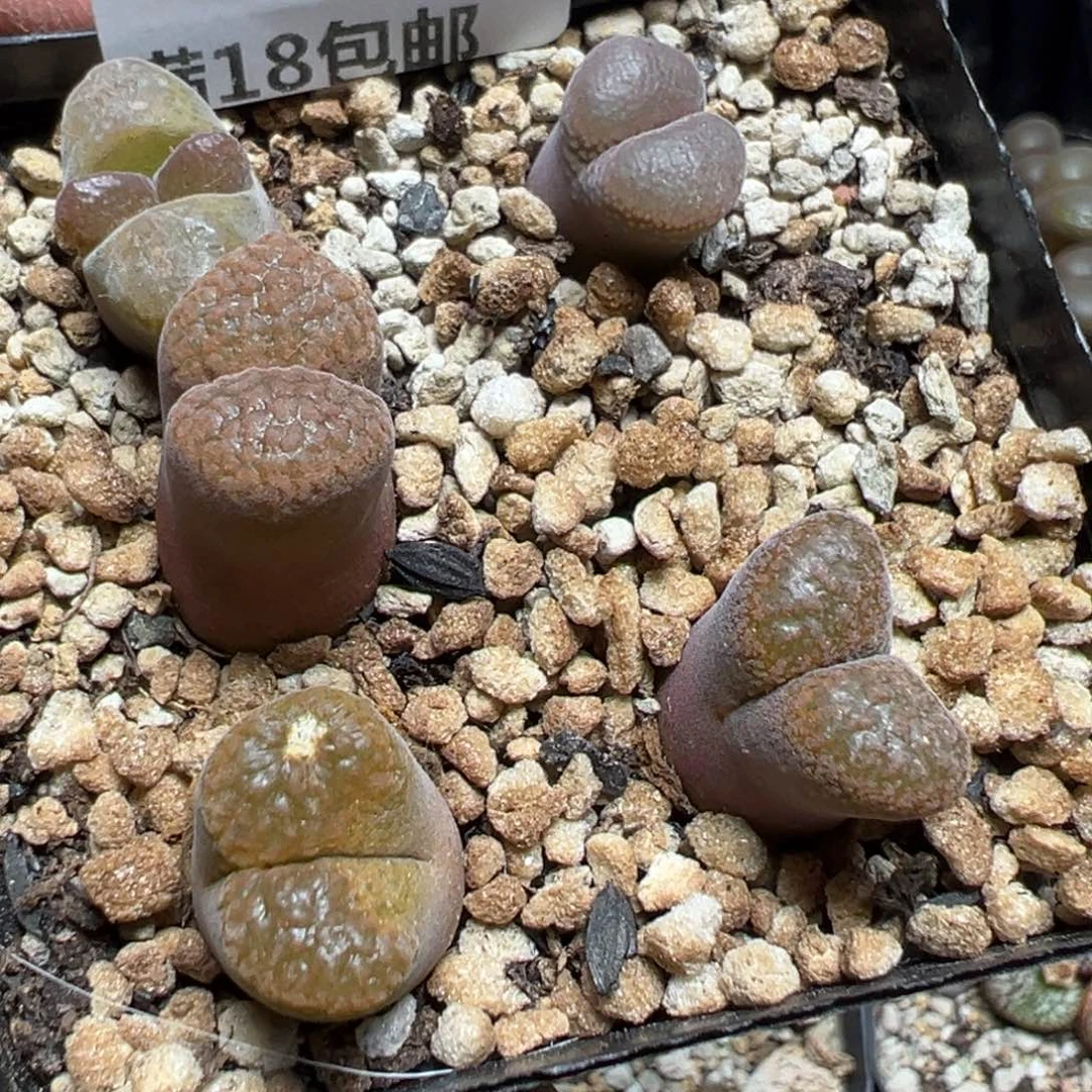 【闪购商品】 1137。