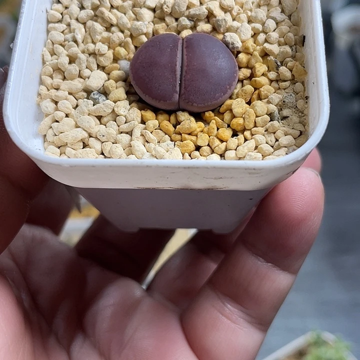彦****家人园艺博览会153