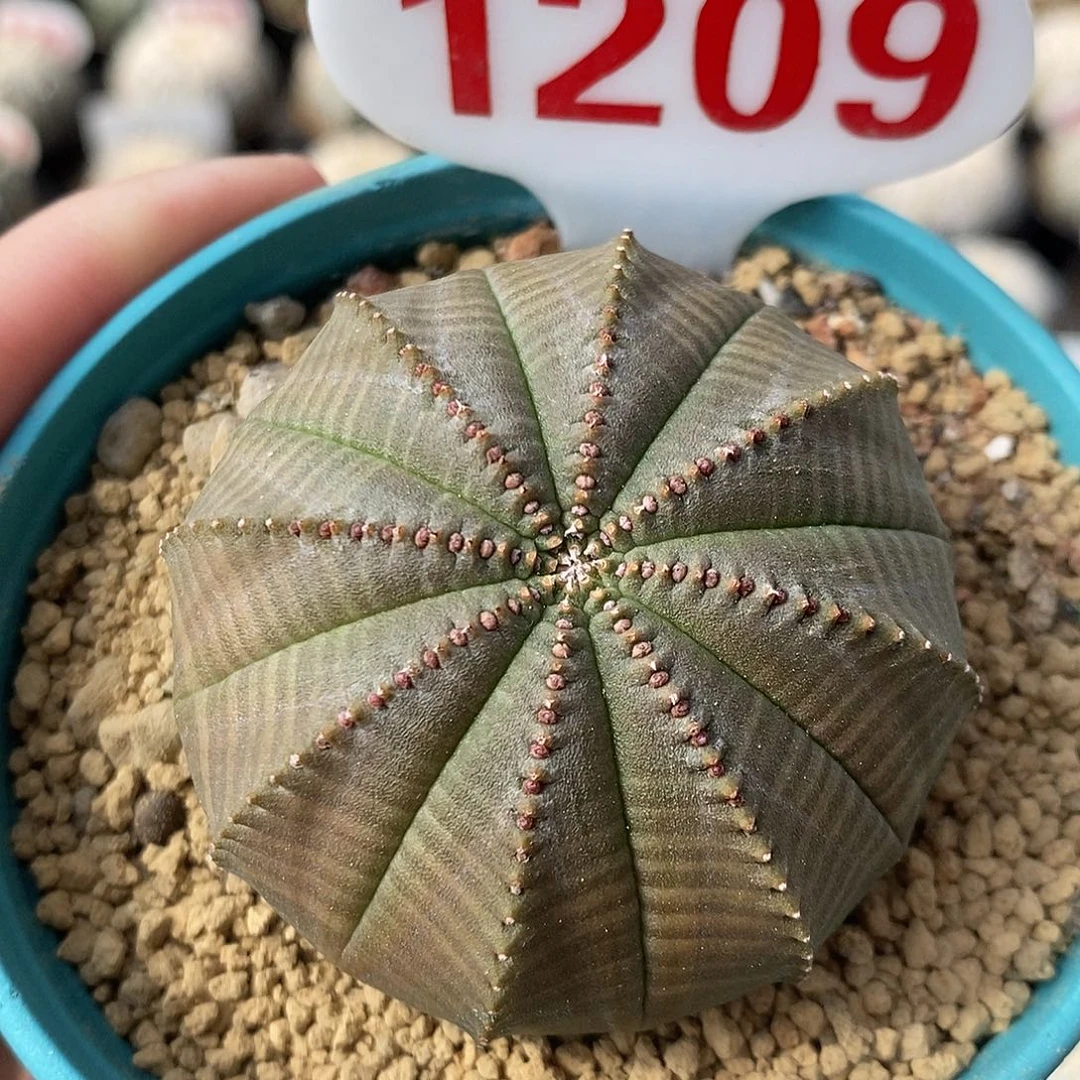 1209布纹球系列福利来