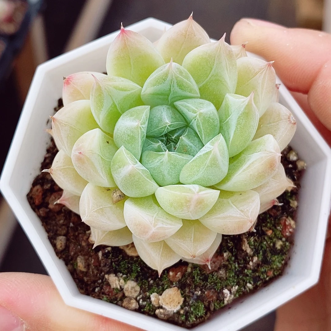 白翡翠5.5cm多肉植物