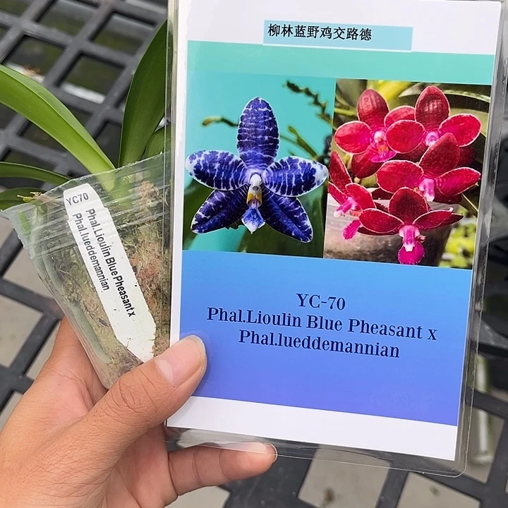 全部花苞2.5寸杯YC70柳林蓝野鸡交路德